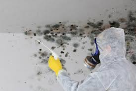 Why You Should Choose Our Mold Remediation Services in South Valley Stream, NY